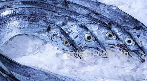 刀鱼的功效与作用及禁忌-0