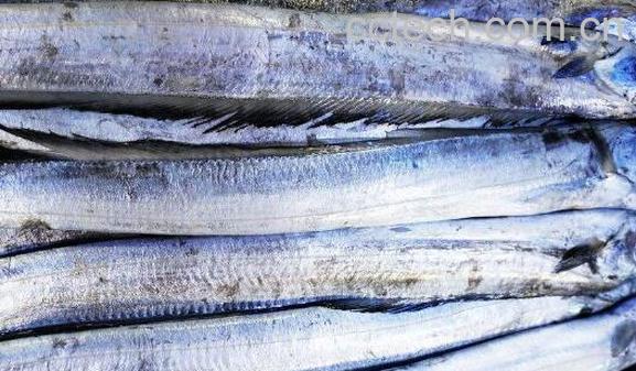 刀鱼的功效与作用及禁忌-1