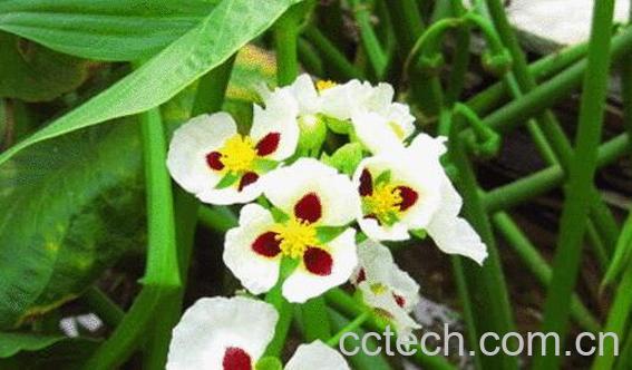 慈菇怎么吃 慈菇的食用方法大全-0