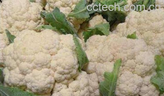 菜花有什么作用与功效-1