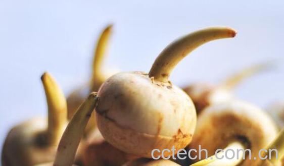 慈菇怎么吃 慈菇的食用方法大全-1