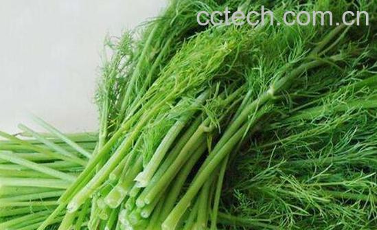 哪些人不适合吃茴香菜 吃茴香菜的副作用与禁忌-0