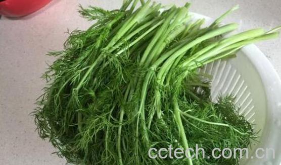 小茴香菜怎么做好吃 小茴香菜的家常做法教程-1