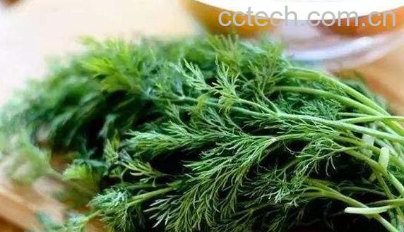 哪些人不适合吃茴香菜 吃茴香菜的副作用与禁忌-1