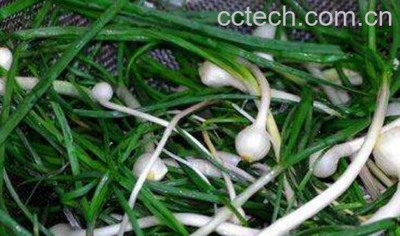 薤白怎么做好吃 薤白的最佳吃法-1