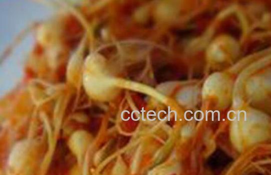 怎样腌制新鲜薤白 薤白的腌制方法-1