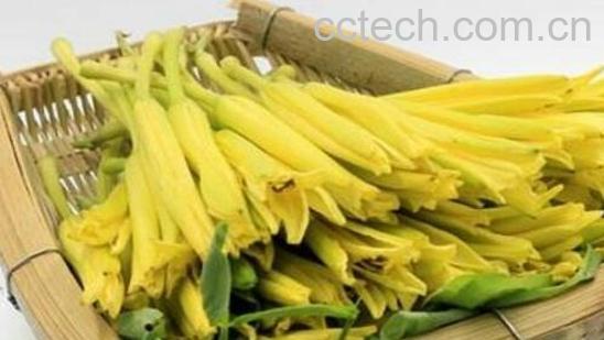 鲜针菜花的功效与作用-0