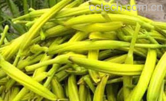 鲜针菜花的功效与作用-1