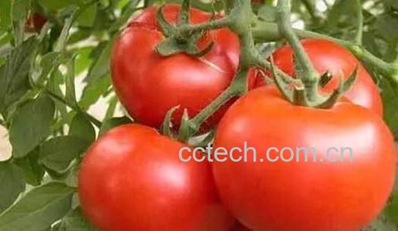 有机番茄的功效与作用-1