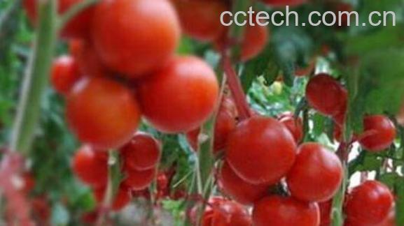 有机番茄的功效与作用-0