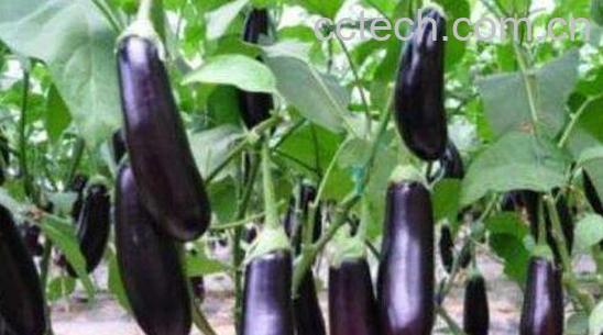 茄子不能和什么一起吃-0