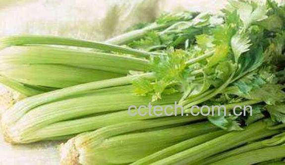 芹菜不能和什么一起吃 吃芹菜的禁忌-0