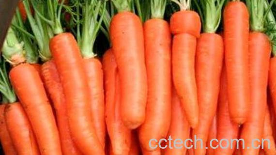 胡萝卜怎么做好吃 胡萝卜的做法儿童爱吃-0