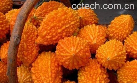 老苦瓜的功效与作用-1