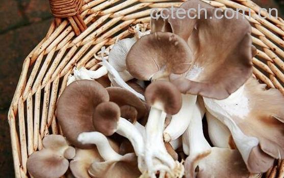 袖珍菇的功效与作用 袖珍菇怎么做好吃-0