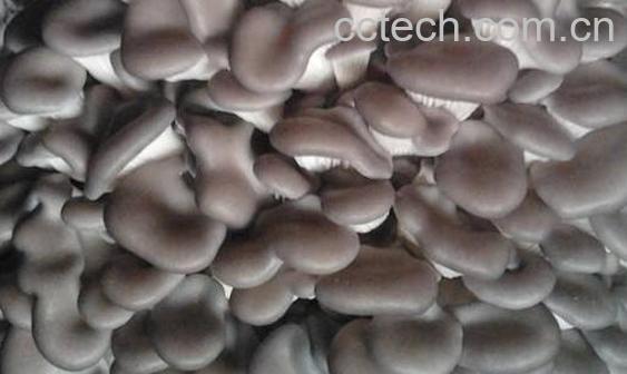 袖珍菇不能和什么一起吃 袖珍菇的副作用与禁忌-1