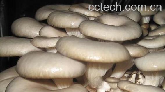 袖珍菇的功效与作用 袖珍菇怎么做好吃-1