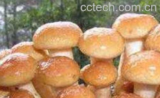 珍珠菇的功效与作用 珍珠菇怎么吃-0