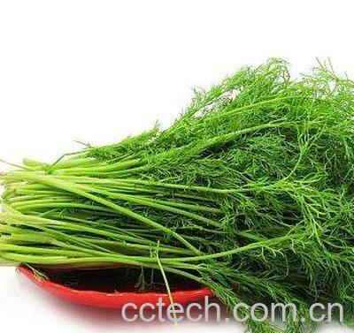 茴香菜-0