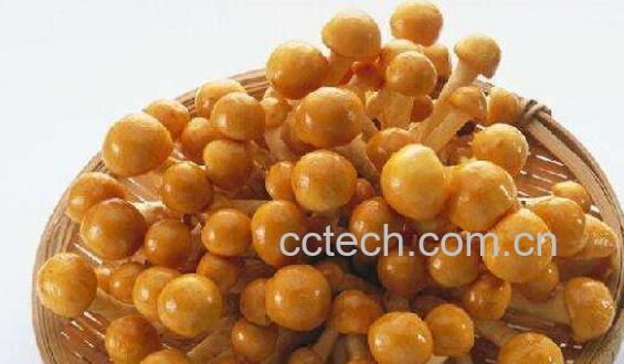 珍珠菇的功效与作用 珍珠菇怎么吃-1