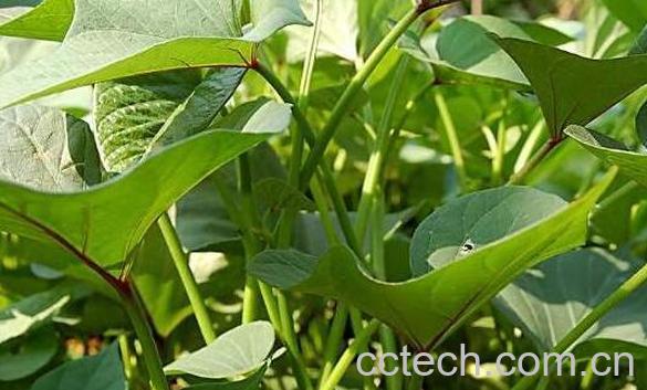 干红薯藤的功效与作用-0