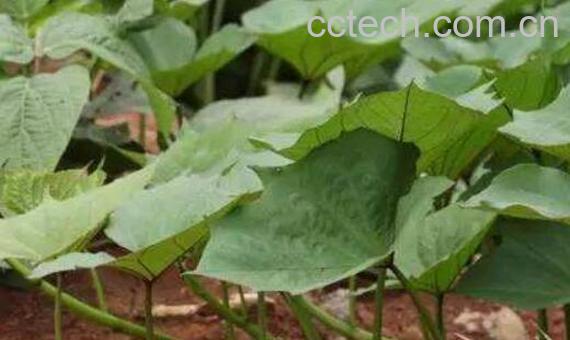 干红薯藤的功效与作用-1