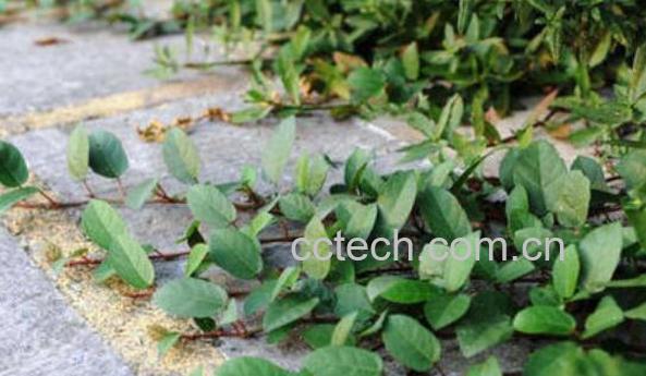 红薯藤干有什么用途 干红薯藤的营养成分-0