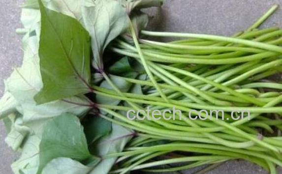 红薯藤干有什么用途 干红薯藤的营养成分-1