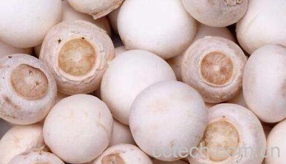 珍珠白蘑怎么吃 珍珠白蘑的食用方法-0