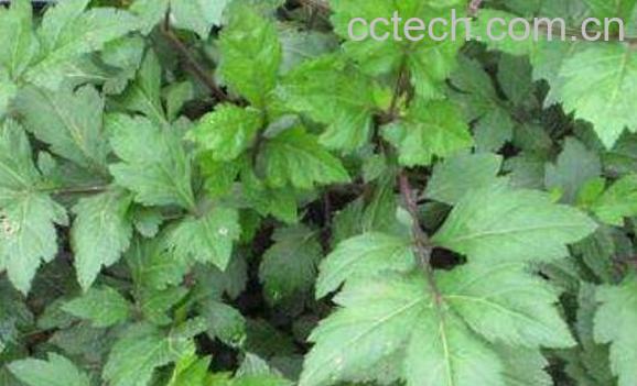 珍珠花菜的功效与作用-1