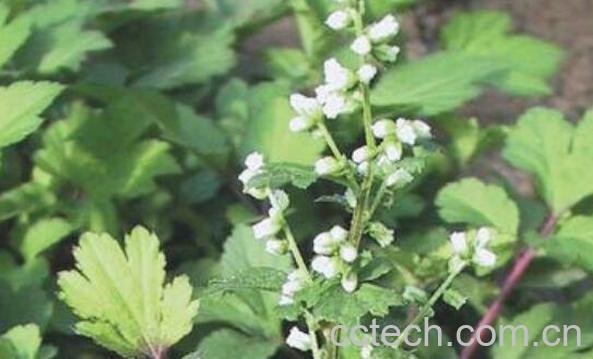 珍珠花菜的功效与作用-0