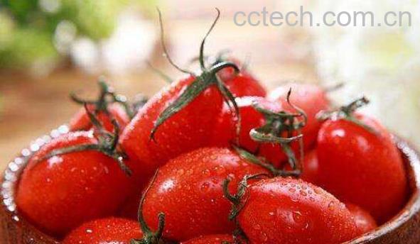 野生小番茄的功效与作用-0