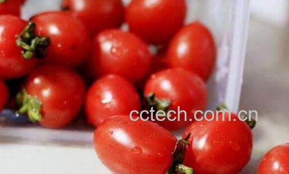 野生小番茄的功效与作用-1