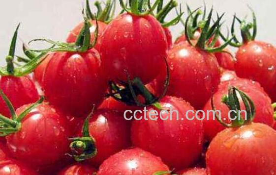 小番茄的营养价值及功效-1