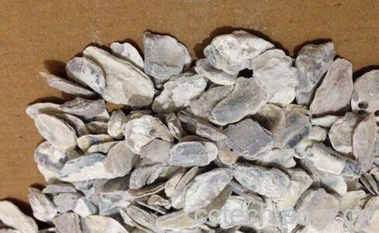 生牡蛎的功效与作用及药用价值-1