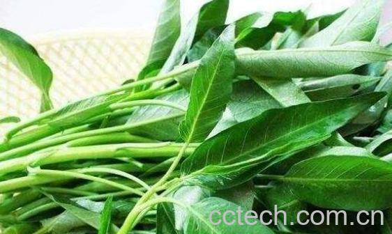 竹叶菜的功效与作用-0