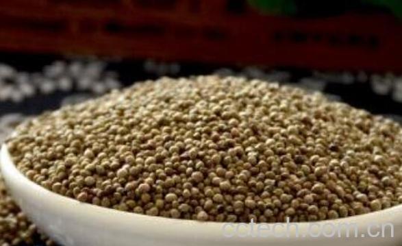 熟苏子怎么吃 吃苏子籽禁忌-1