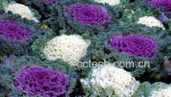 羽衣甘蓝怎么吃 羽衣甘蓝的食用方法-0