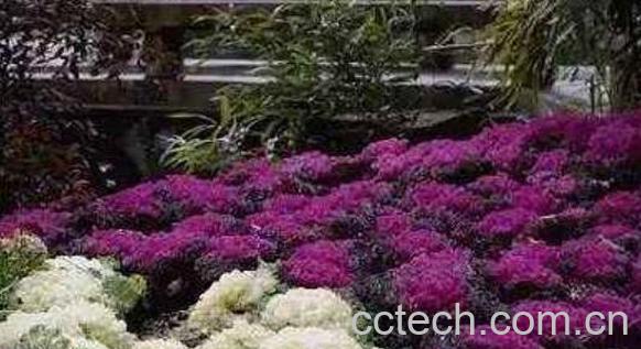 羽衣甘蓝怎么吃 羽衣甘蓝的食用方法-1