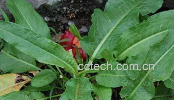 野菠菜怎么吃 野菠菜的食用方法-0