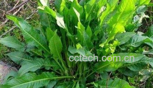 野菠菜怎么吃 野菠菜的食用方法-1