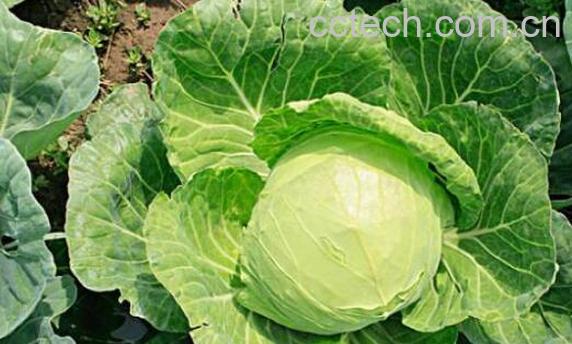 甘蓝菜的功效与作用 甘蓝菜有什么副作用-1