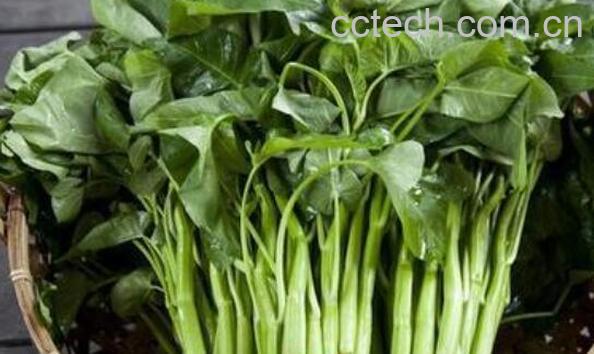 水菠菜和菠菜的区别-1