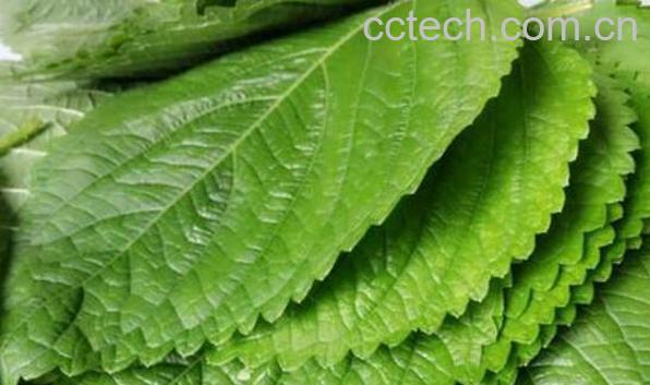 苏子菜怎么做好吃 苏子怎么做咸菜好吃-1