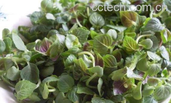 苏子菜怎么做好吃 苏子怎么做咸菜好吃-0