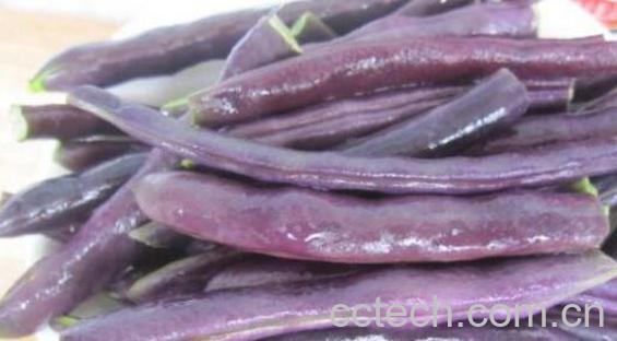 熟的紫芸豆怎么吃 紫芸豆怎么做好吃-0
