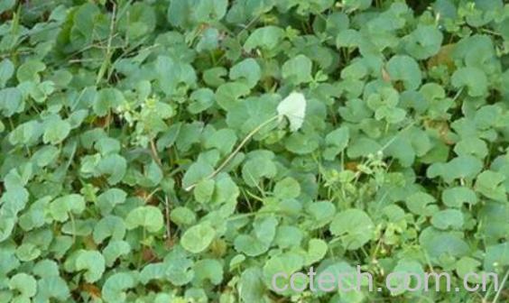 马蹄草怎么吃好 马蹄草的食用方法-1