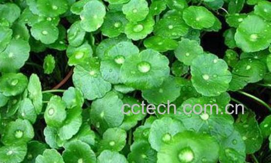 马蹄草怎么吃好 马蹄草的食用方法-0