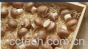 果蔬百科蕈子-0