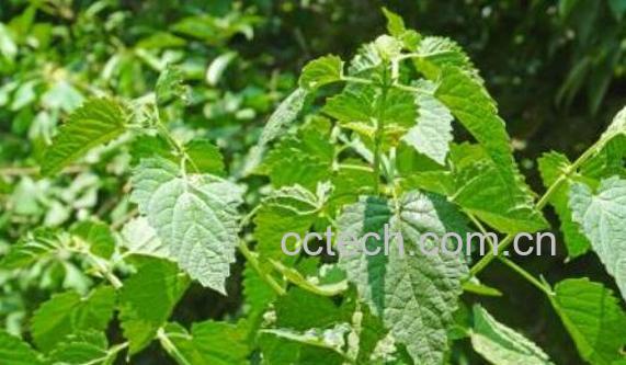 新鲜藿香菜怎么吃 新鲜藿香菜的食用方法-0